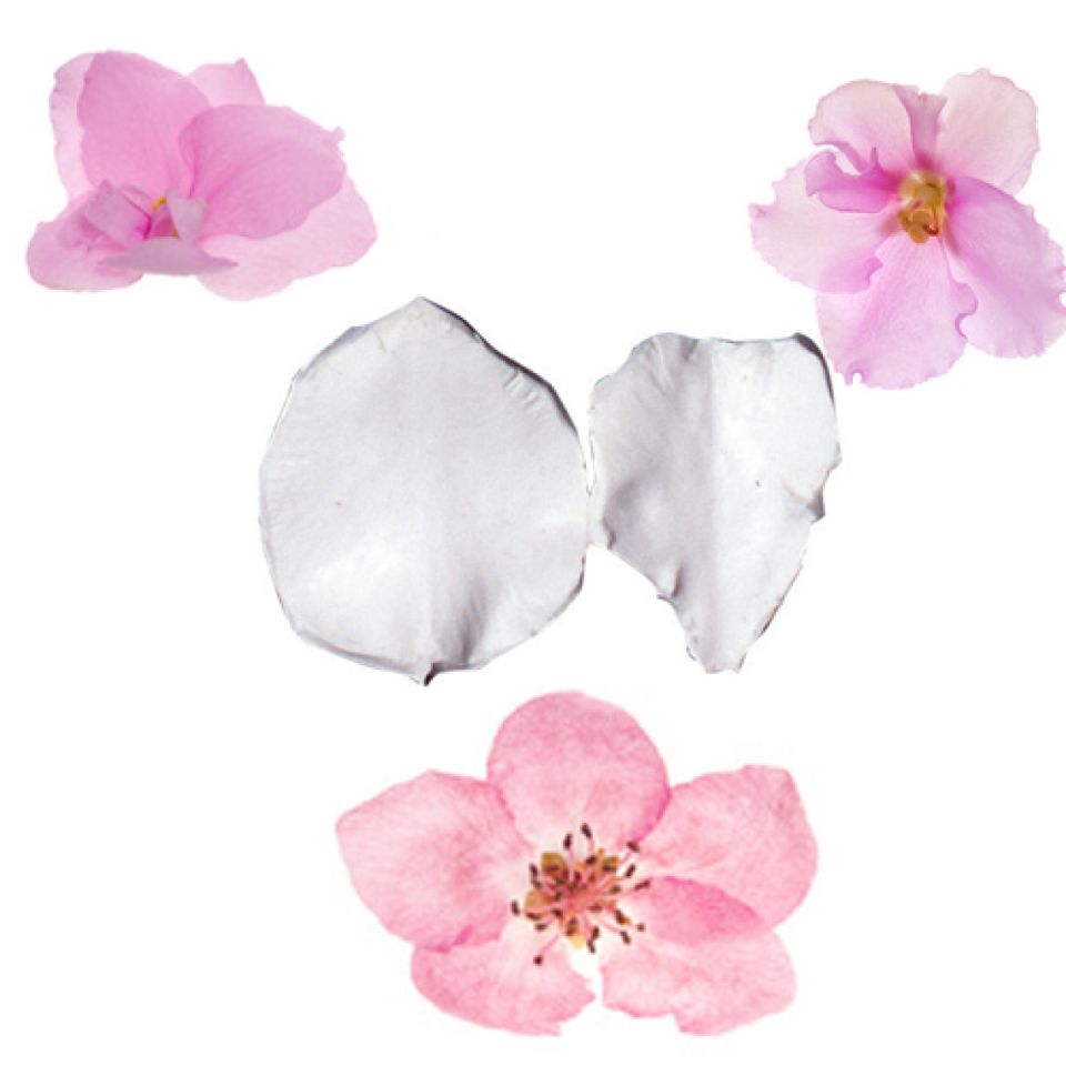 SK Veiner Camellia Präger 4,5 cm